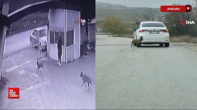 Ankara’da köpeklerin saldırısına uğrayan kadın yaralandı
