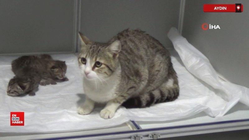 Aydın’da akıllı kedi doğum için veterinere geldi