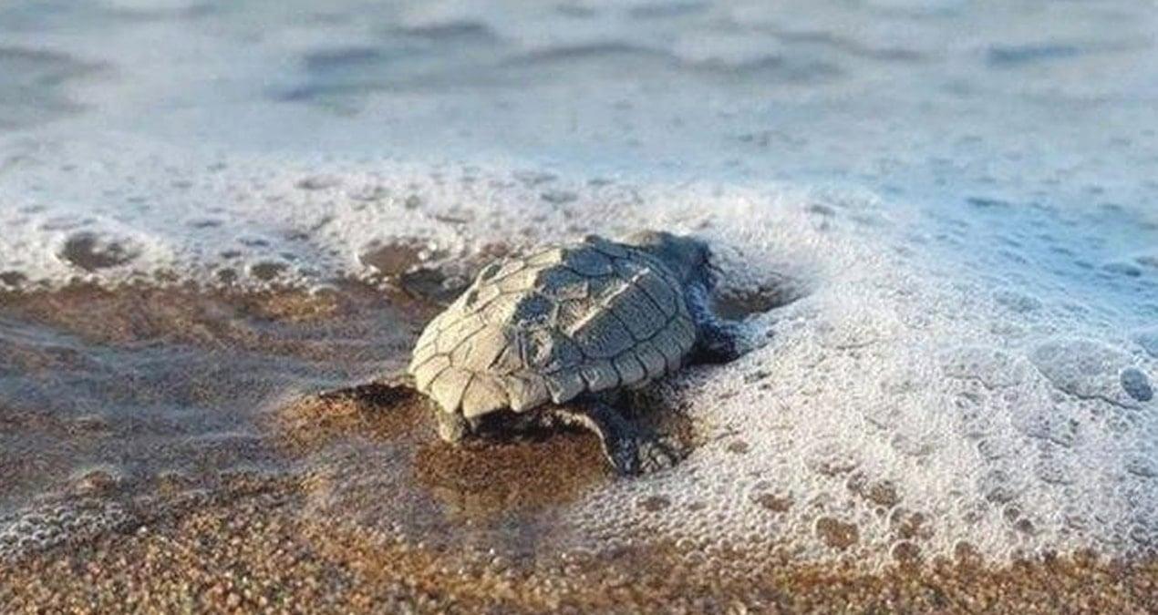 Caretta carettalar için geri sayım başladı