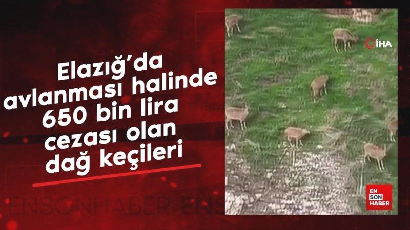 Elazığ’da avlanması halinde 650 bin lira cezası olan dağ keçileri