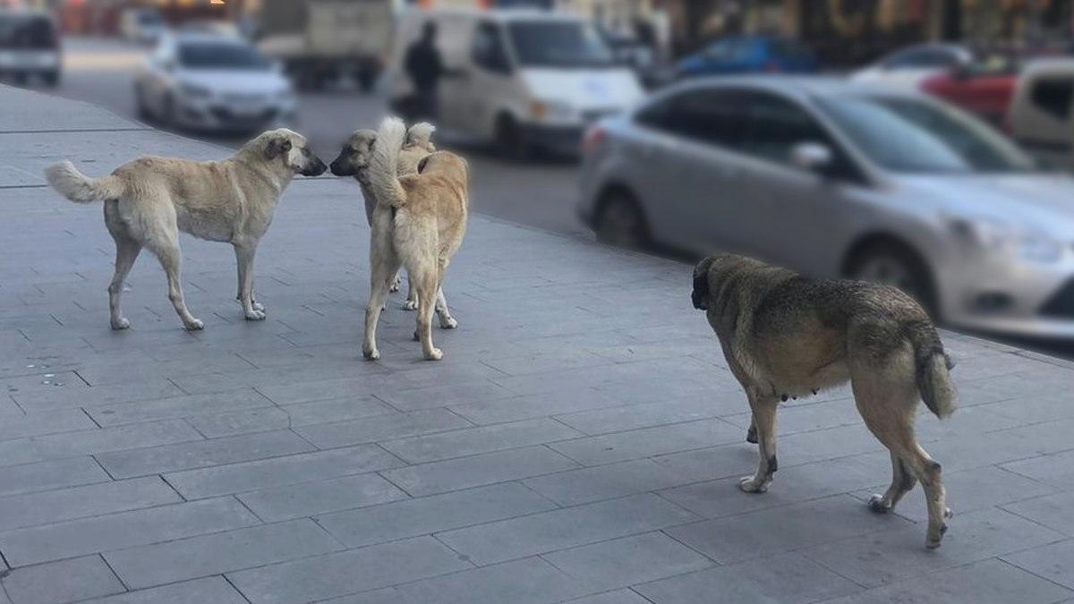 Erzincan’da halk başıboş köpeklerden şikayetçi