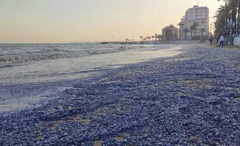 Fırtına sonrası şaşırtan manzara: Turistik plaj denizanası istilasına uğradı