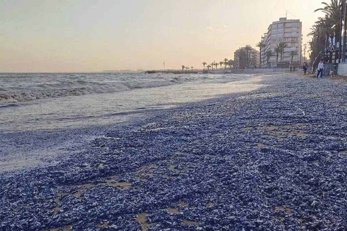 Fırtına sonrası şaşırtan manzara: Turistik plaj denizanası istilasına uğradı