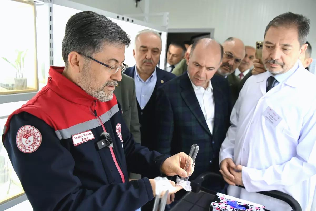 Kahverengi Kokarca ile Mücadelede Yeni Adımlar