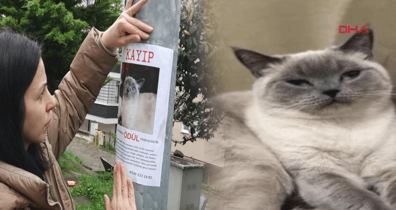 Kayıp kedi ‘Badem’i bulana ödül verilecek