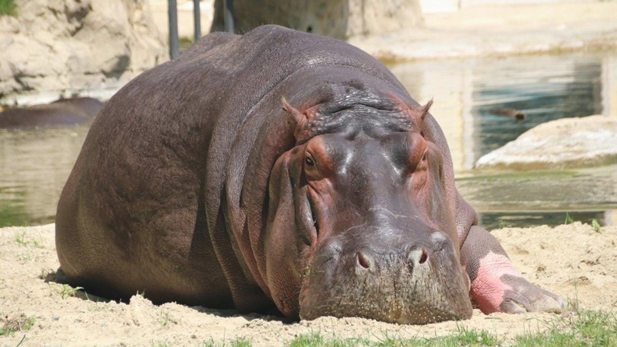Kongo’da şarbon alarmı: 50 su aygırı telef oldu