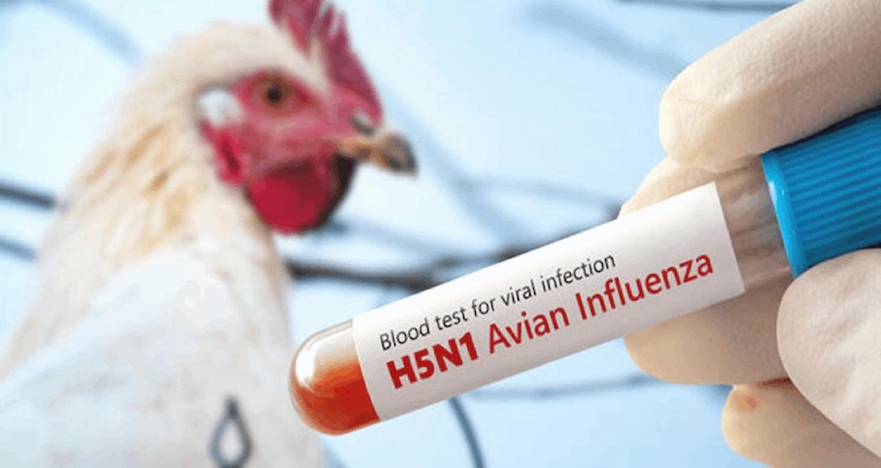 Meksika’da ‘H5N1’ kaynaklı ilk ölüm!