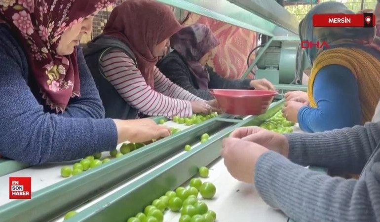 Mersin’de don yüzünden rekoltesi düşen erik hasadı başladı