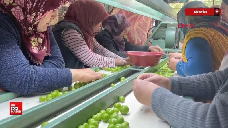 Mersin’de don yüzünden rekoltesi düşen erik hasadı başladı