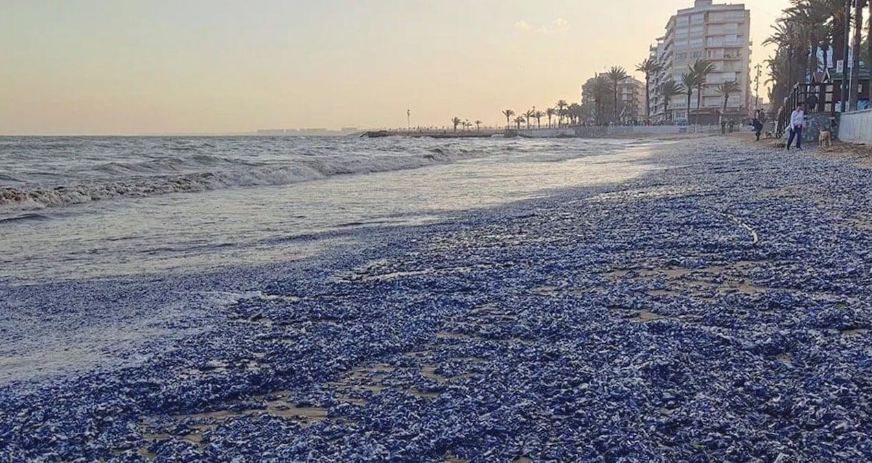 On binlercesi kıyıya vurdu: Gözde plaj mora büründü