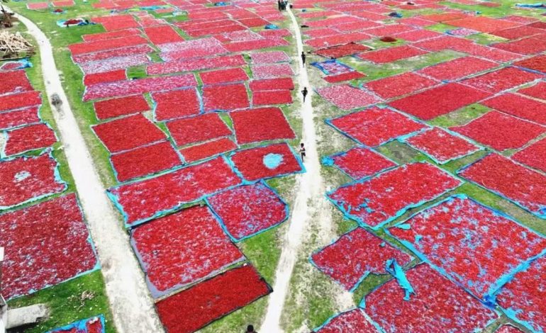 Panchagarh’da Biber Hasadı