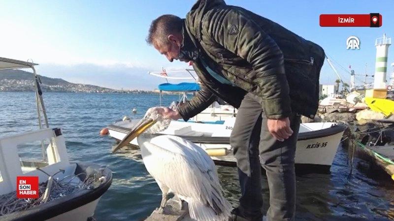 Pelikan “Tosun” yaralı olarak sığındığı Foça’nın maskotu oldu