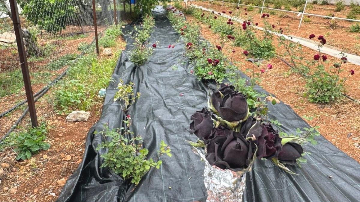 Şanlıurfa’da karagül hasadı başladı