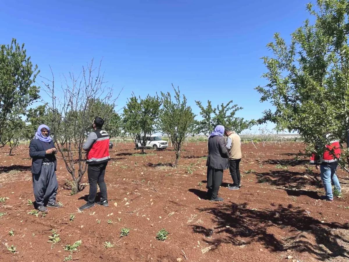 Şanlıurfa’da Tarımsal Zarar Tespiti Başladı