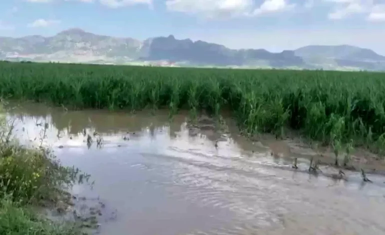 Adana’da Dolu Tarımı Vurdu