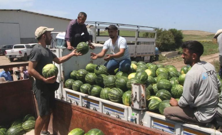 Adana’da Karpuz Hasadı Başladı