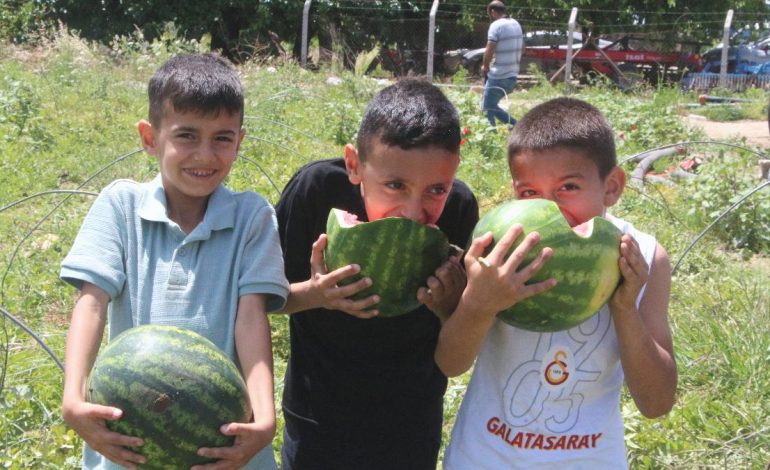 Adana’da karpuz mesaisi başladı: Kilosu 7 TL
