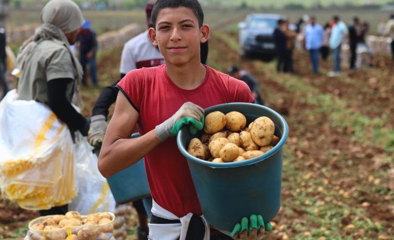 Adana’da patates hasadı başladı