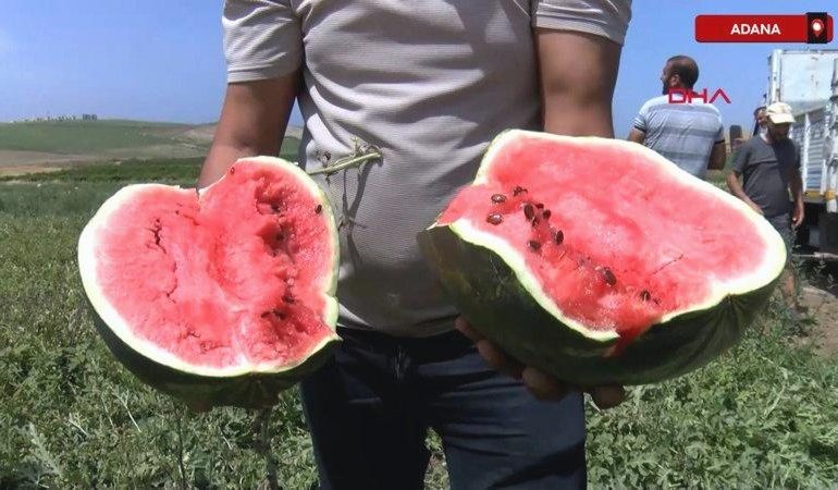 Adana’da sezonun ilk karpuz hasadı başladı: Tarlada kilosu 7 lira