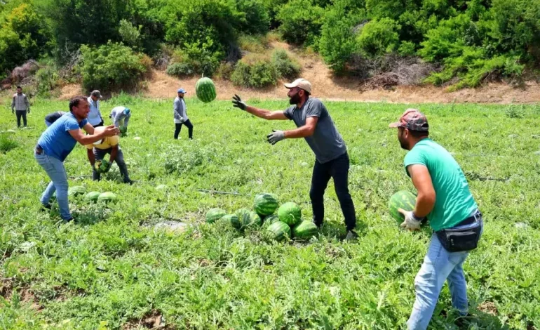 Adana’da Turfanda Karpuz Hasadı Başladı