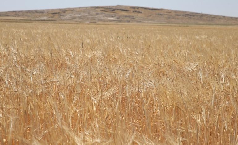 Adıyaman’da sezonun ilk arpa hasadı yapıldı