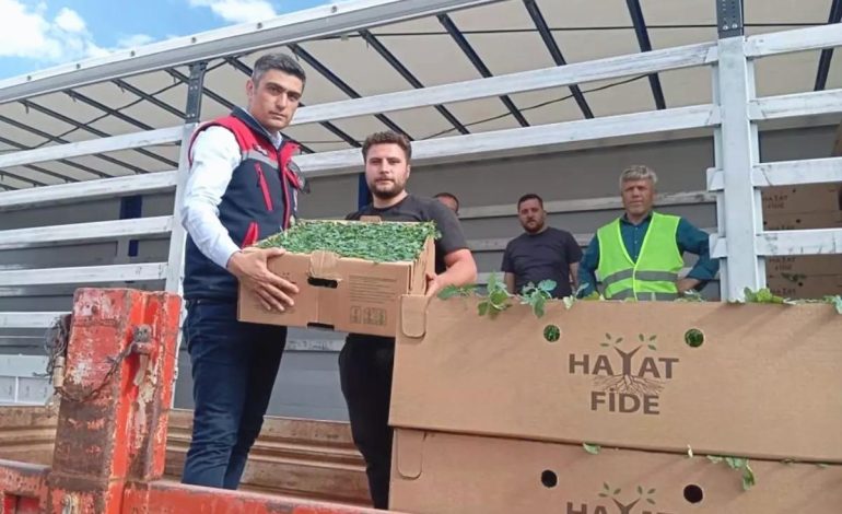 Afyon’da Domates Projesi Başladı