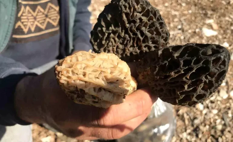 Akseki’de Kuzugöbeği Mantar Sezonu Başladı