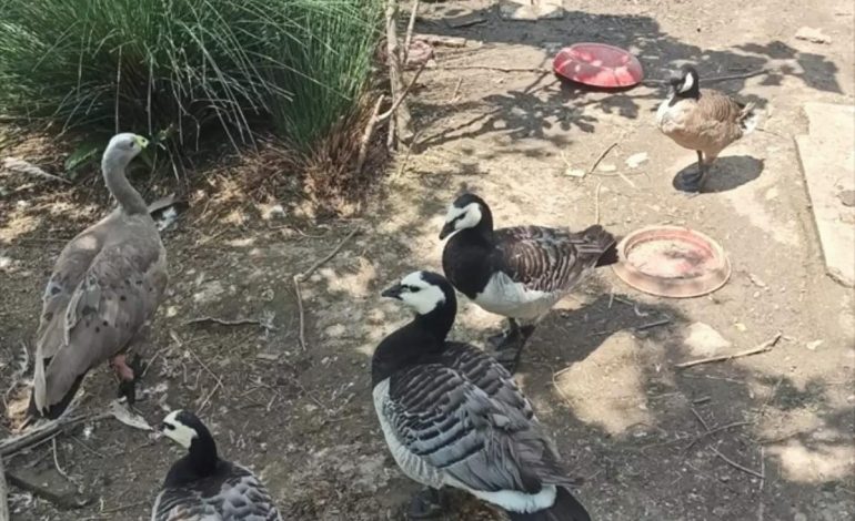 Akyazı’da 129 Kaçak Yaban Hayvanı Ele Geçirildi