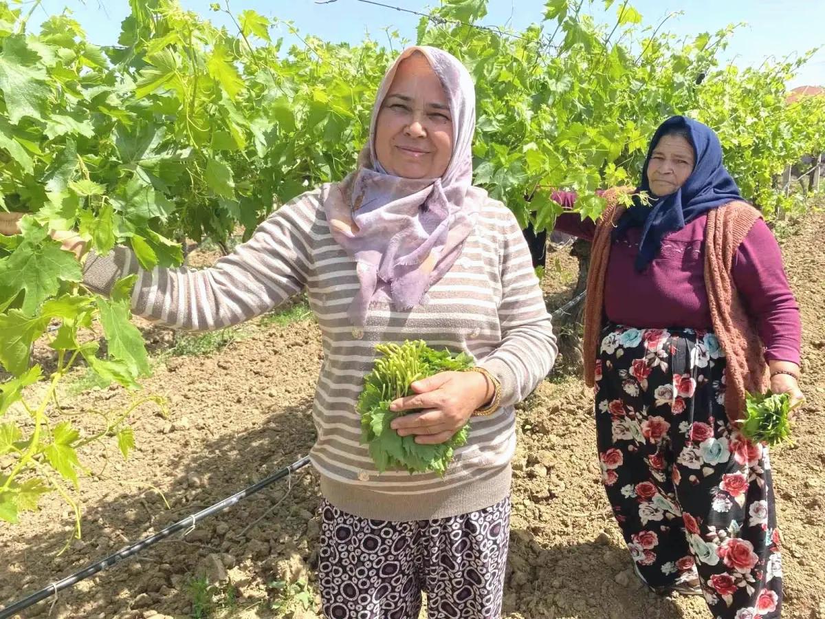 Alaşehir’de Asma Yaprağına İlgi Artıyor