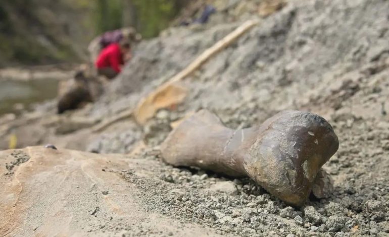 Alberta’da Dinozorların Gizemli Mezarı