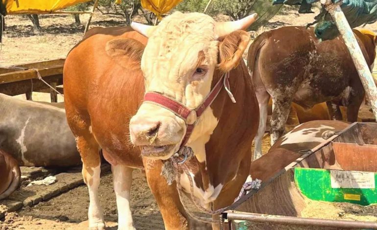 Aliağa’da Kurban Kesim Fiyatları Açıklandı