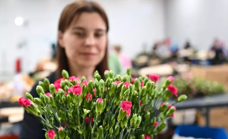 Anneler Günü İçin 75 Milyon Dal Çiçek İhraç Edildi
