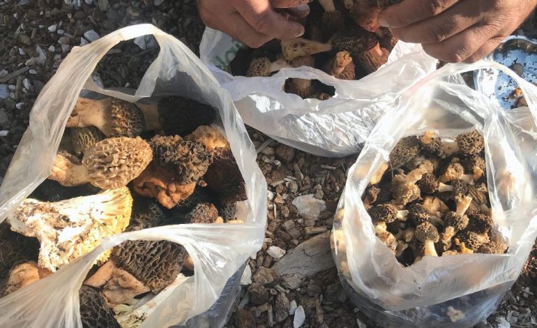 Antalya’da kuzugöbeği mantarı zamanı