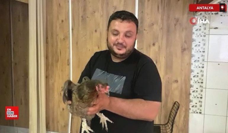 Antalya’da tavuk, yumurtlamak için tavuk dönerciye geldi