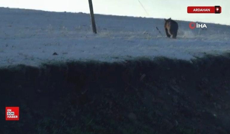 Ardahan’da boz ayı böyle görüntülendi