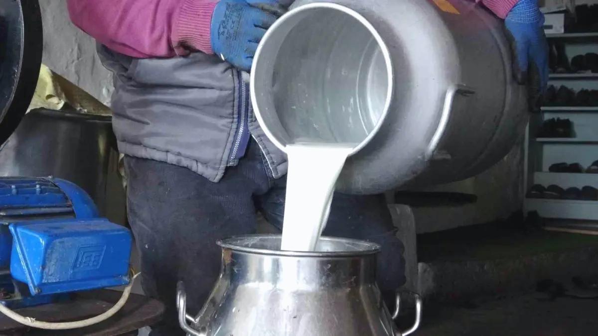 Ardahan’da Süt Üreticileri Krizde