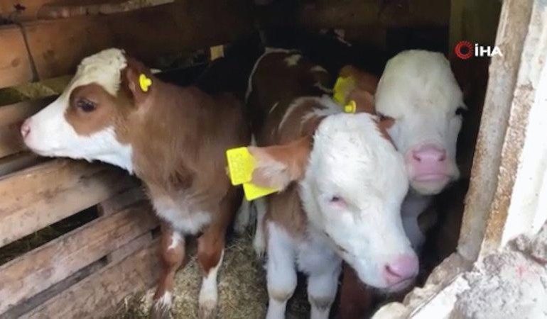 Artvin’de bir inek dördüz doğurdu, aile büyük sevinç yaşadı