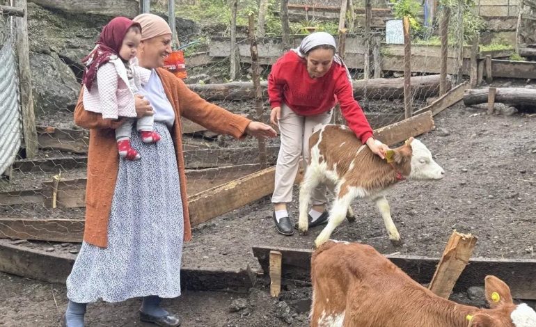 Artvin’de İnek Dördüz Doğurdu