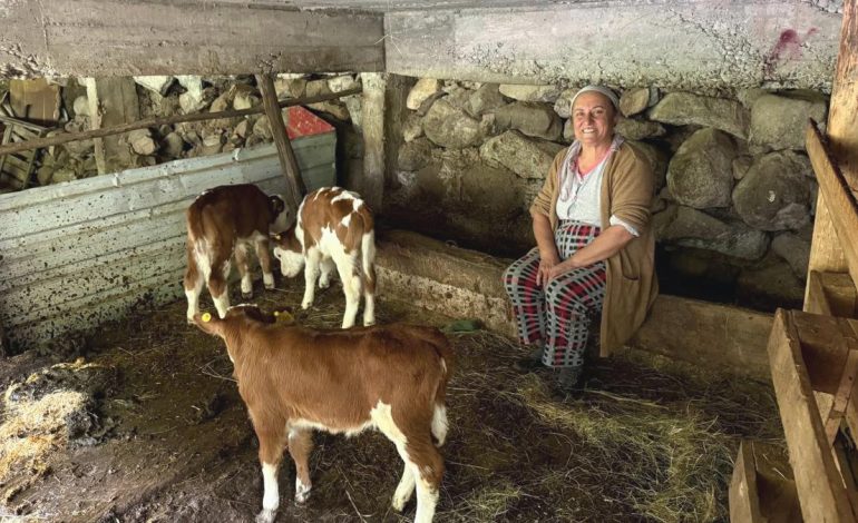 Artvin’de inek dördüz doğurdu, aile sevinç yaşadı