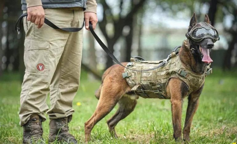 Askeri Köpekler Eğitiliyor