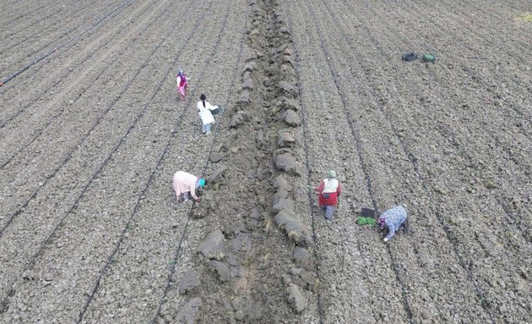 Bafra Ovası’nda karpuz ve kavun ekimi gecikmeli başladı