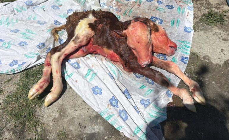 Bartın’da çift başlı buzağı ölü doğdu