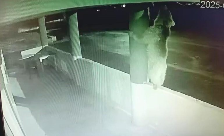 Bayburt’ta bir yavru ayı alabalıkları yedikten sonra oyunlar oynadı