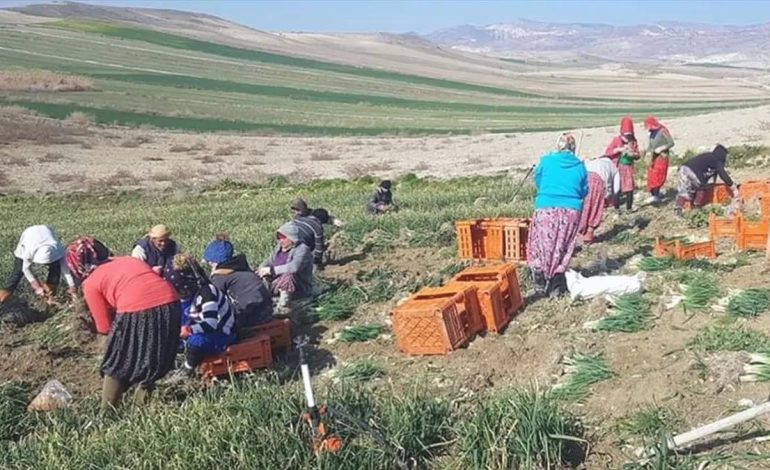 Beypazarı’nda Yeşil Soğan Hasadı Sürüyor
