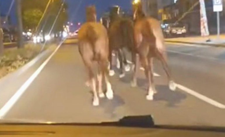 Bir dönem Türkiye’nin en zengin iş adamıydı, dün gece de çiftlikteki atları kaçtı