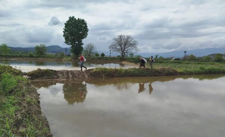 Boyabat’ta Çeltik Ekim Sezonu Başladı