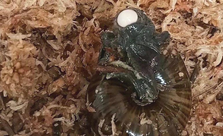Boynundan yumurtlayan salyangoz ilk kez görüntülendi