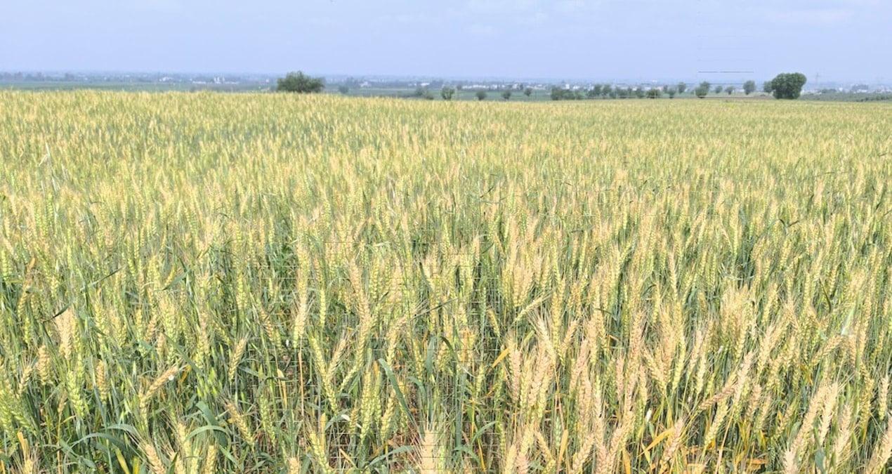 Buğday tarlalarını söken çiftçiler isyanda: ‘Köylünün hali harap’