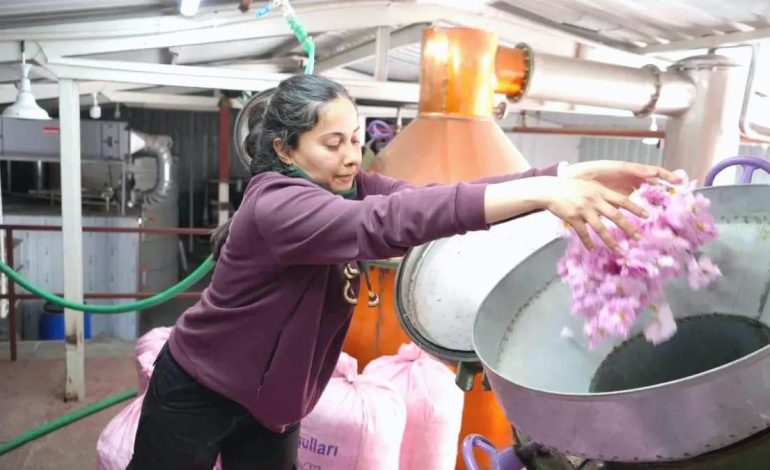 Burdur’da Gül Hasadı Küresel Isınmadan Etkilendi
