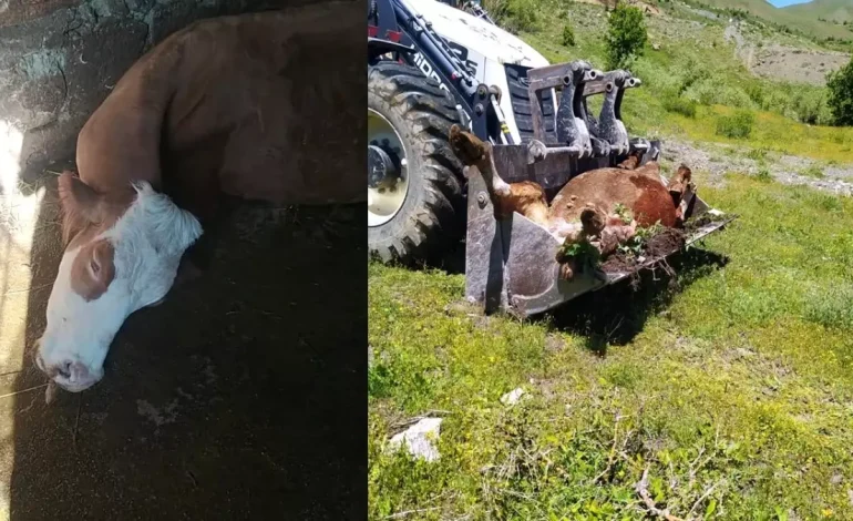 Büyük Üzüntü: Süt İneği Telef Olan Anne Destek Bekliyor